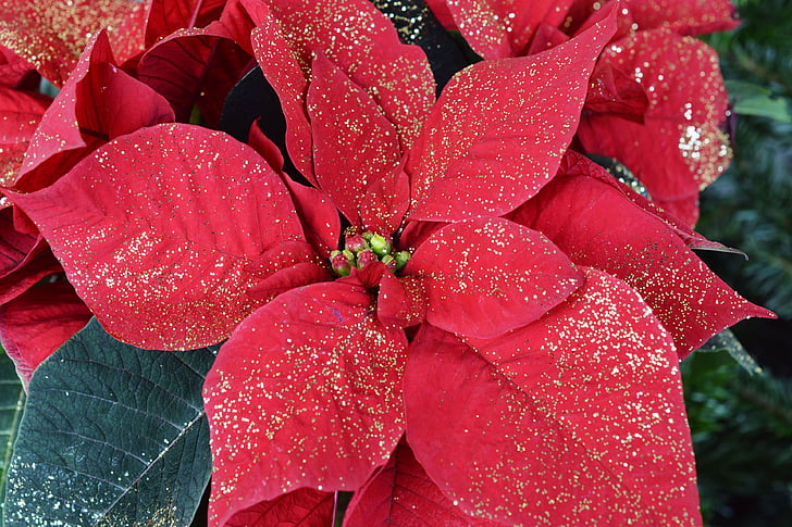 christmas, poinsettia, red, blossom, bloom, plant, decoration