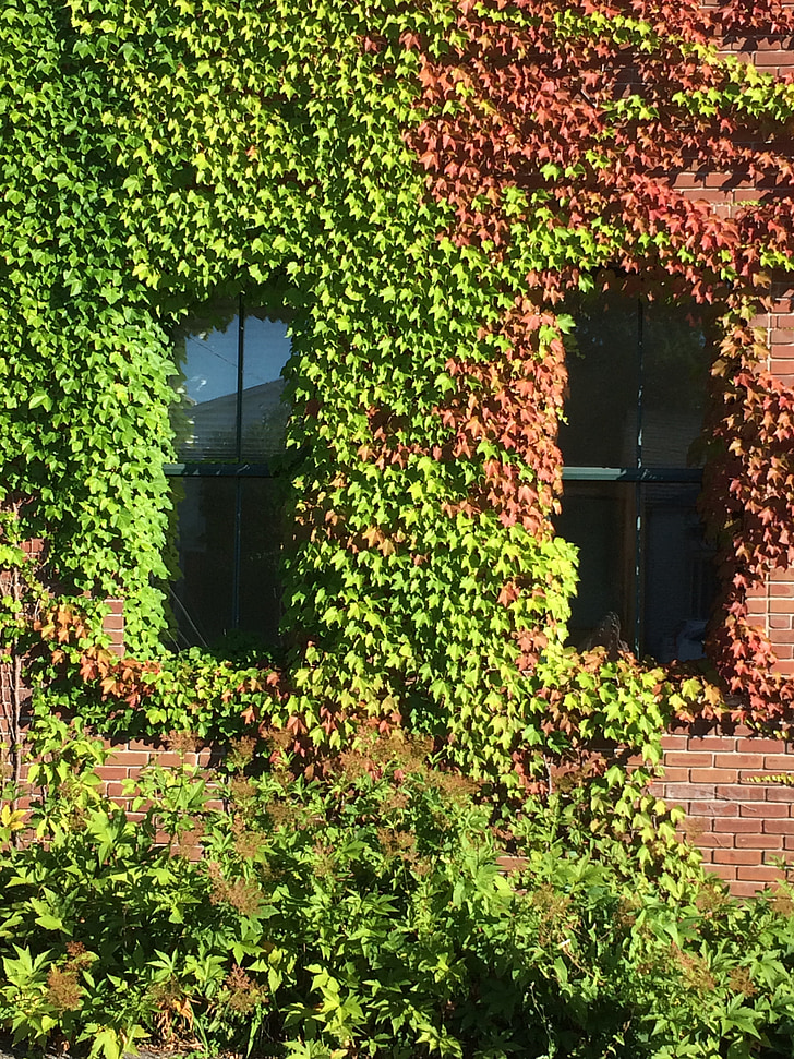 building, ivy, climbing, growing, summer, windows