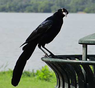 Blackbird, gagak, gagak, hitam, burung, seram, bulu