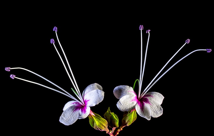 Αγριολούλουδο, λουλούδι, άνθος, άνθιση, λευκό ροζ, φύση, μπλε