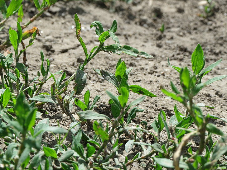 Polygonum aviculare, yhteinen Pihatatar, birdweed, Pigweed, lowgrass, Flora, kasvitieteen