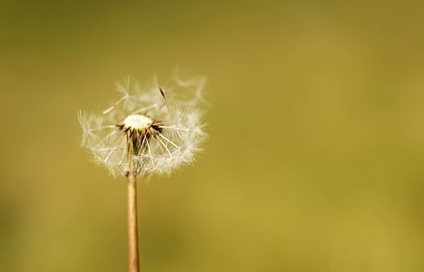 countryside, dandelion, nature, plant, summer, flower, close-up