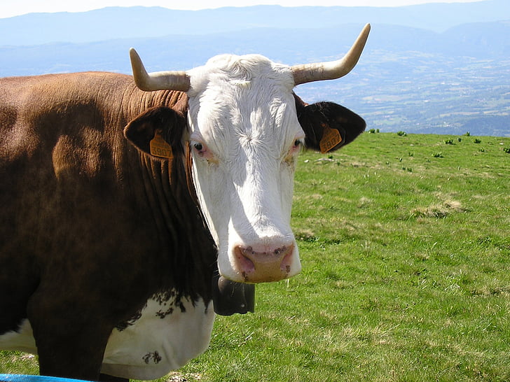 vaca, Alta Saboya, Semnoz, campana, Prat, primavera