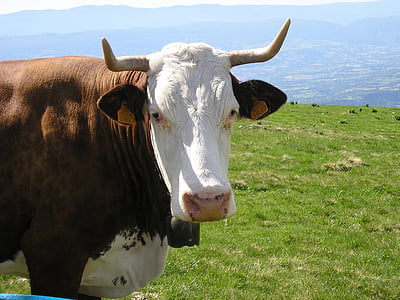 母牛, 高级上萨瓦省, semnoz, 贝尔, 草甸, 春天