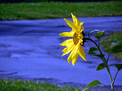 sun flower, blossom, bloom, yellow, flower, petals, plant