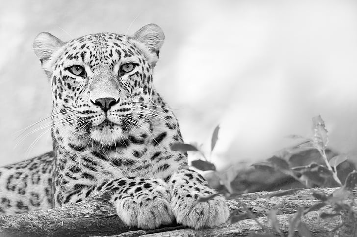 žutosmeđ, divlje, životinja, divlje životinje, mačji, Leopard, Zoološki vrt