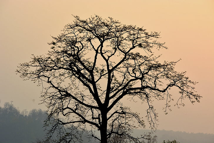 dawn, dusk, fog, silhouette, sunrise, tree