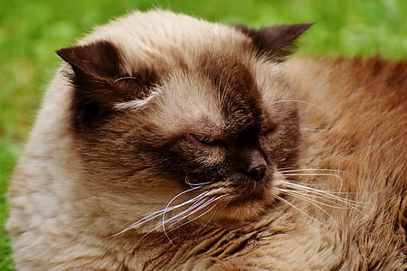british shorthair, cat, animal world, mieze, domestic cat, fur, animal