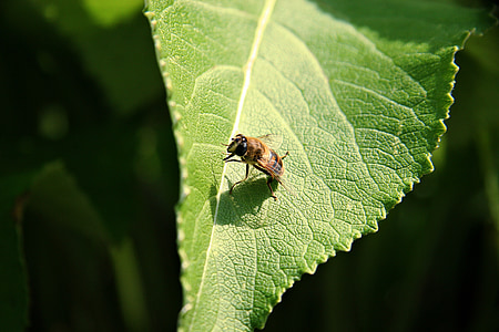 hoverfly, mimicry, leaf, structure, sun, garden, movement