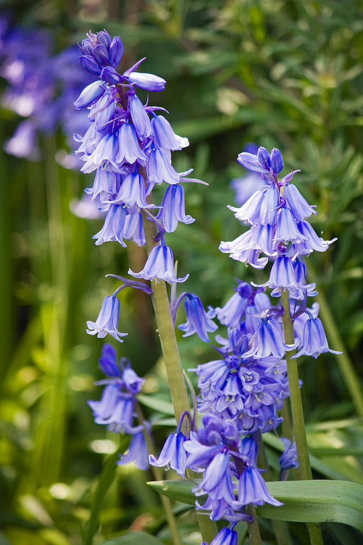 bluebells, bluebell, flower, flowers, blue, wild, floral