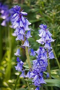 Bluebells, див зюмбюл, цвете, цветя, синьо, диви, флорални