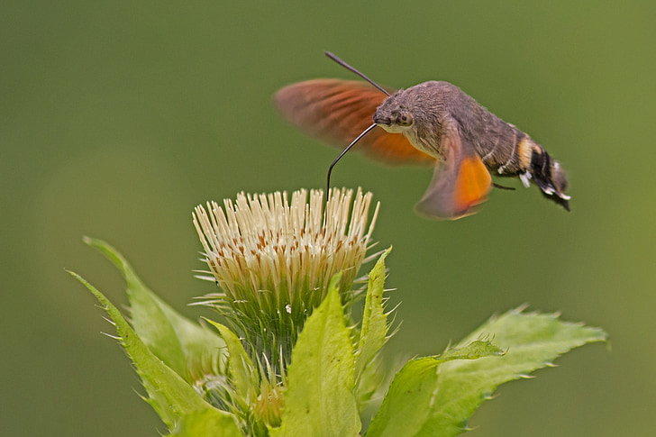 Beija-flor hawk moth, cauda de carpa, corujas, flor, narigudo, inseto, néctar