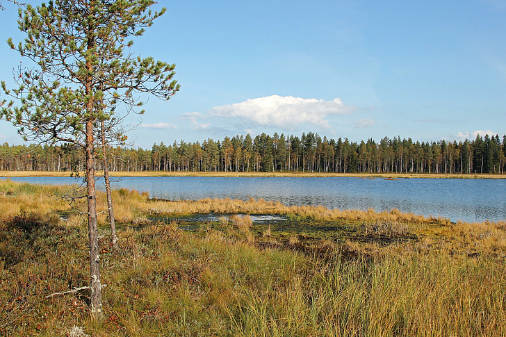 Finlândia, Lago, água, floresta, árvores, paisagem, cênica