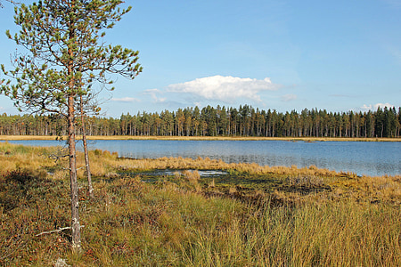 Finlandia, Lago, agua, bosque, árboles, paisaje, Scenic