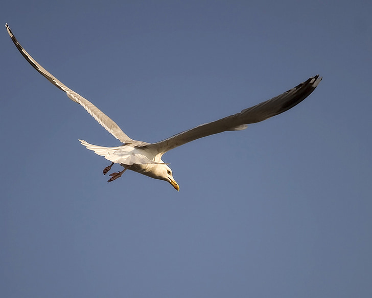 nature, seagull, gull, flying, flight, soar, fly
