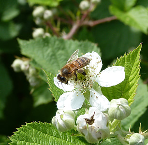 ผึ้ง, ดอกไม้, แมลง, อาหารสัตว์, แมโคร, สีขาว, pollinator