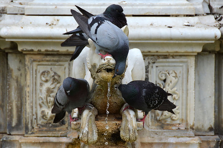 pigeons, bird, animal, drink, close