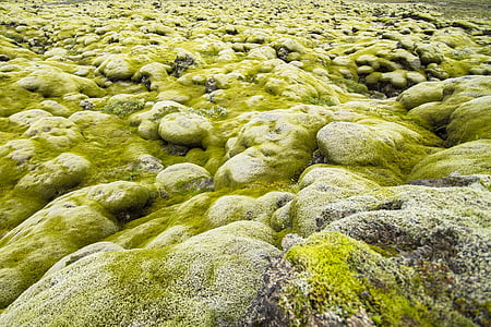iceland, moss landscape, lava stones, moss, wide, nature, green color
