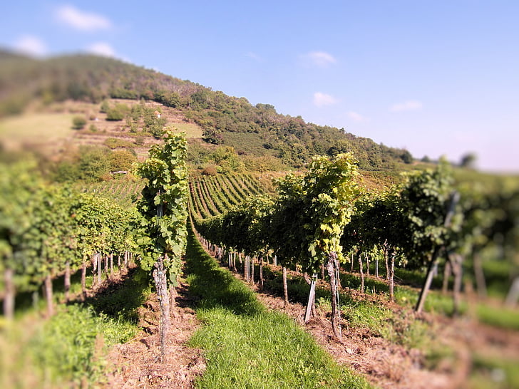 wine, wine harvest, vineyards, new wine, vintage, palatinate, autumn