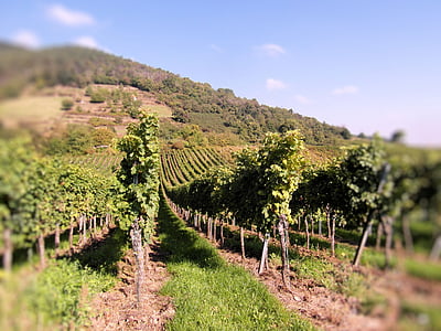 vynas, vyno derliaus, vynuogynai, Naujas vyno, derlius, Pfalcas, rudenį