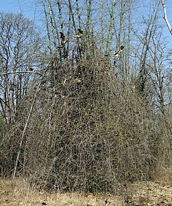 Bambusa blumeana, ακανθώδης μπαμπού, ακανθώδες μπαμπού, μπαμπού, δάσος, Ινδία