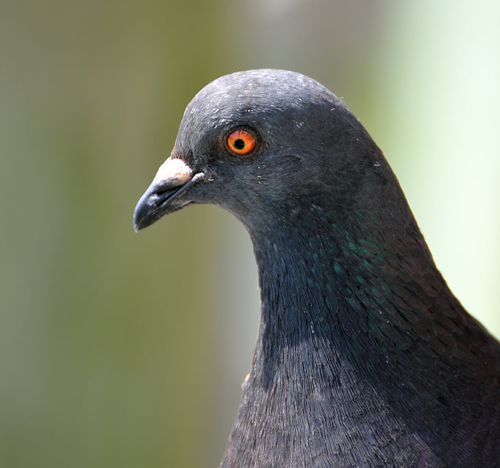 pigeon, bird, eyes, closeup, dove, nature, peace