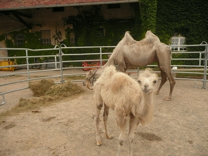 camel cub, sanfrancisco, freiburg, domestic animals
