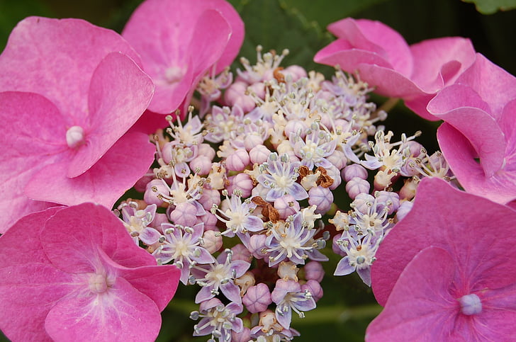 Hortensia, Emadepäev, roosa, lill, õis, Bloom, kevadel