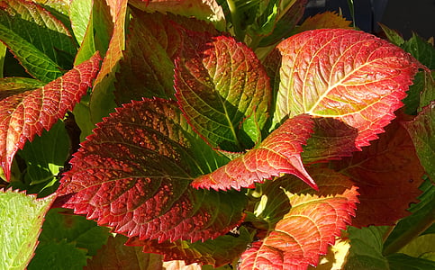 høst, anlegget, blader, rød, natur, fall farge, blad