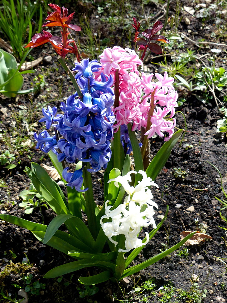 hiacintas, trys spalvos, pavasarį, labai gardus, gėlė, Gamta, augalų