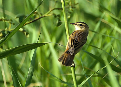 Reed ostřicový, Acrocephalus paludicola, vták, Reed, Zelená, malé, Príroda
