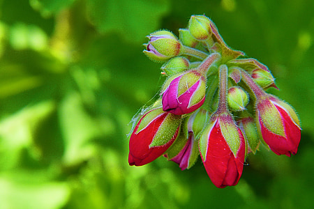 Geranium aga, punane, loodus, Aed, lill, Makro