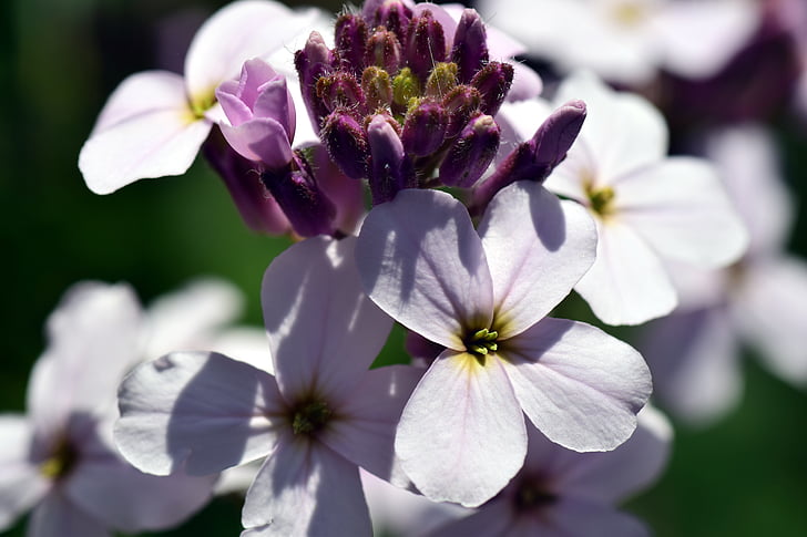 gilliflower, hespers matronalis, flower, blossom, bloom, purple, nature