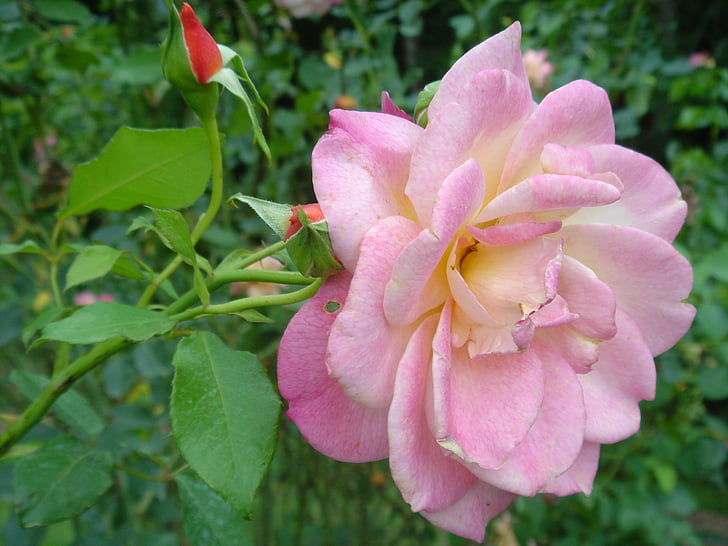 Rosa, puķe, augu