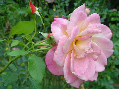 Rosa, blomst, plante