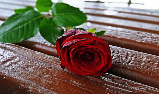 red rose, rose flower, rose, romantic, beautiful rose, red rose flower, rose flower image