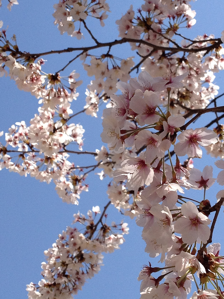 Japonija, vyšnių žiedai, pavasarį, rožinė, gėlė, balta