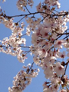 Japonsko, čerešňový kvet, jar, ružová, kvet, biela