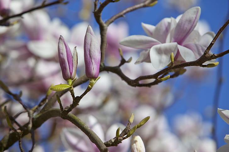 blossom, spring, nature, magnolia, flower bud, purple, blue