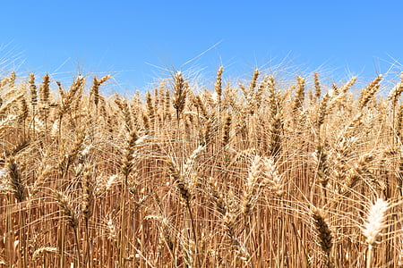 trigo, cereais, agricultura, colheita, planta de cereais, crescimento, das culturas