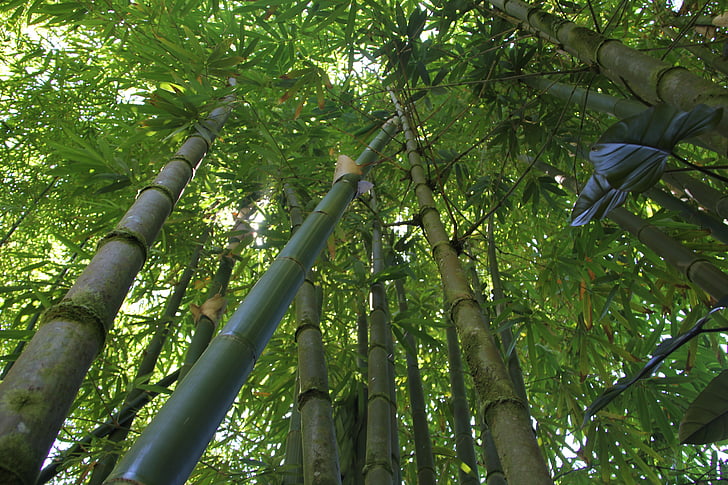bamboo, bamboo forest, hawaii bamboo, nature, green, forest, plant