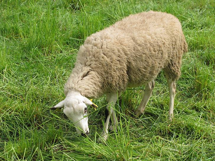 sheep, camp, eating, grass, pasture