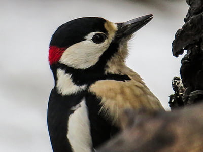 bird, woodpecker, great spotted woodpecker, forest bird