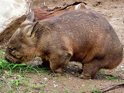 Wombat, Australia, dzikich zwierząt, roślinożerne, ssak, zwierząt, brązowy