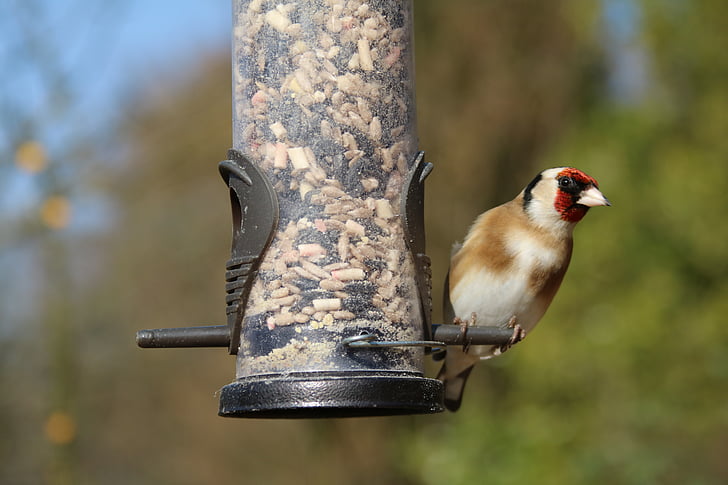 Goldfinch, zahradní pták, pták, zahrada, volně žijící zvířata, Příroda, Finch