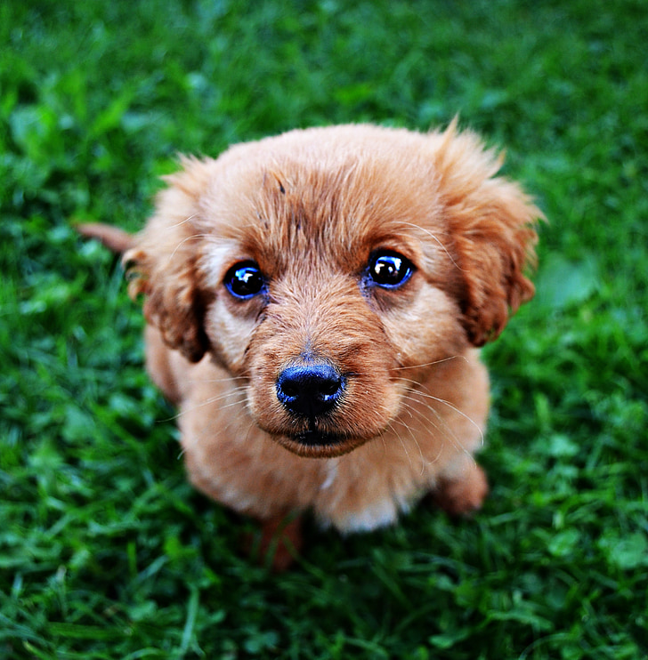 animal, dog, puppy, cute, pets, grass, purebred Dog