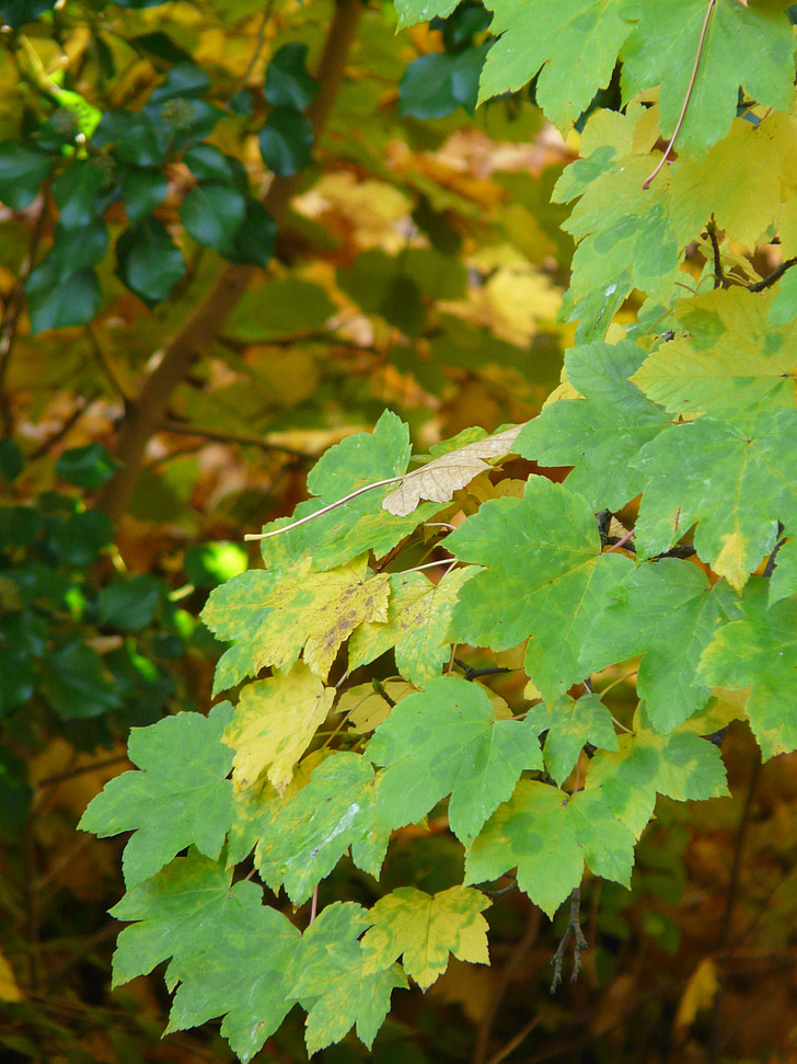 Mountain vaahtera, lehdet, Ruska, vihreä, keltainen, Syksy, Acer pseudoplatanus