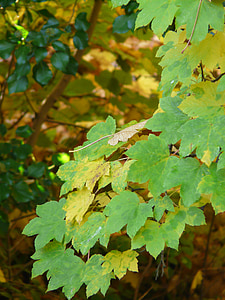 mountain maple, leaves, fall color, green, yellow, autumn, acer pseudoplatanus