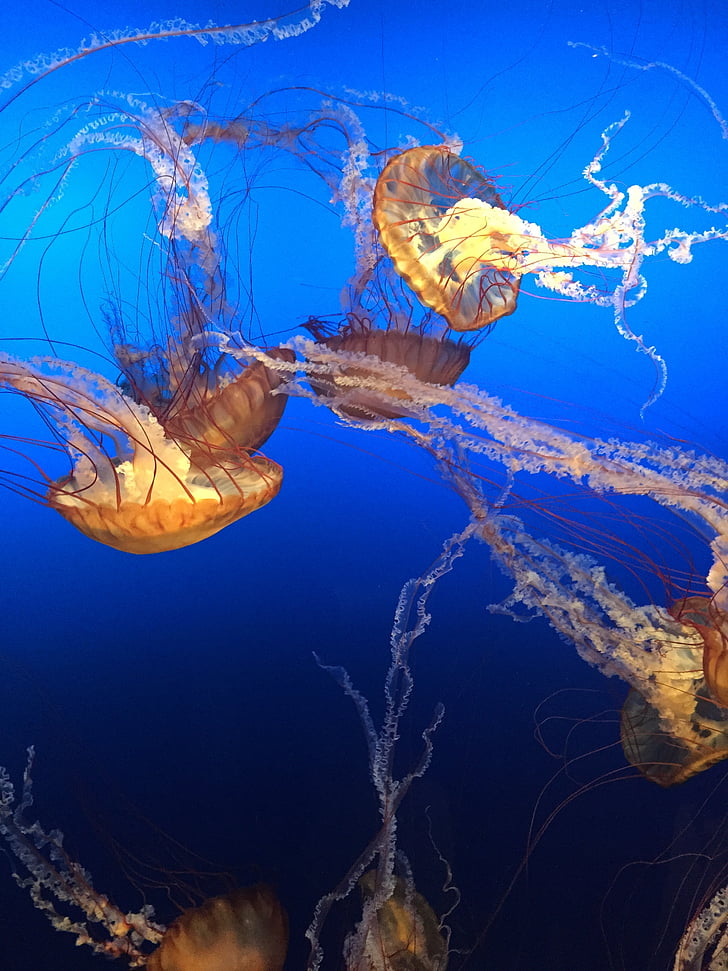 jellyfishes, Ocean, more, pod vodou, medúzy, zviera, modrá