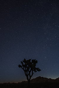 Joshua, árbol, Parque Nacional, naturaleza, paisaje, California, Parque